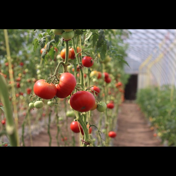 Meet your Posher, Sonja - Picture 5 of 6